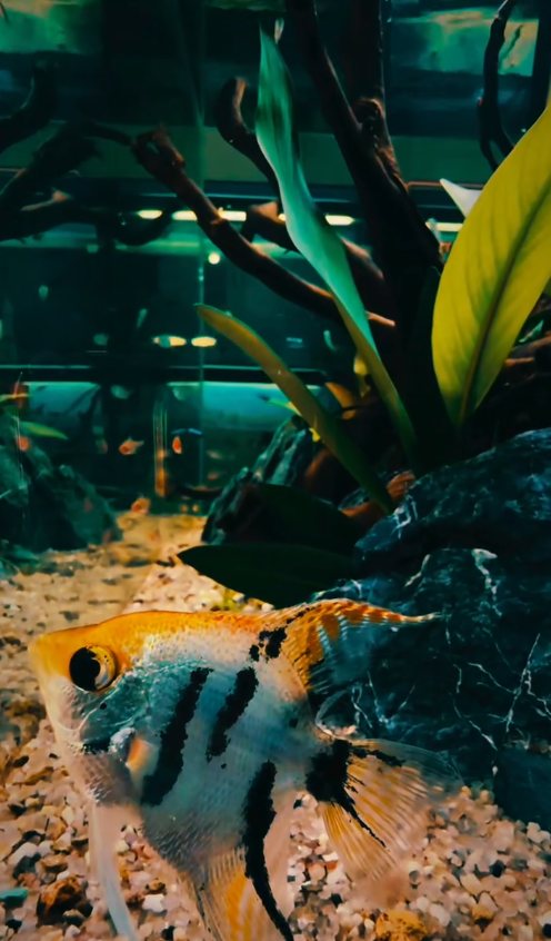 Acará-bandeira listrado nadando entre plantas em um aquário.