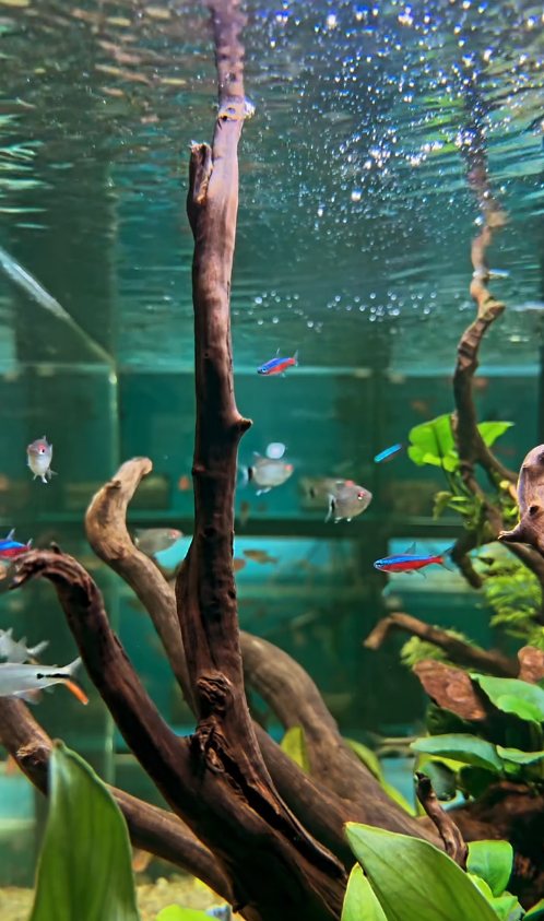 Aquário plantado, com troncos, plantas verdes e peixes pequenos.