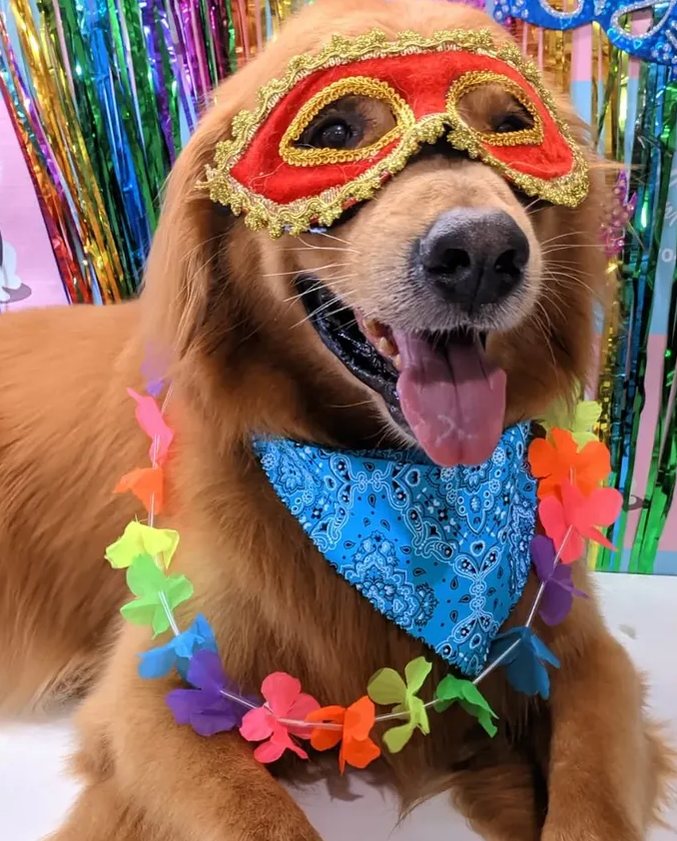 Golden retriever sorridente com máscara de carnaval vermelha, bandana azul e colar de flores coloridas.