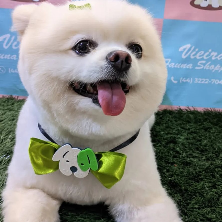 Spitz branco recém-tosado, com laço verde no pescoço, sorrindo no painel de fotos da loja.